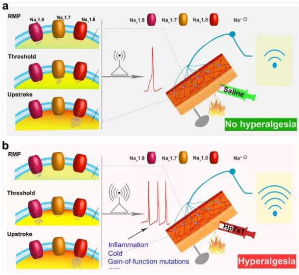 激动剂抑制剂全推荐——Sodium Channel