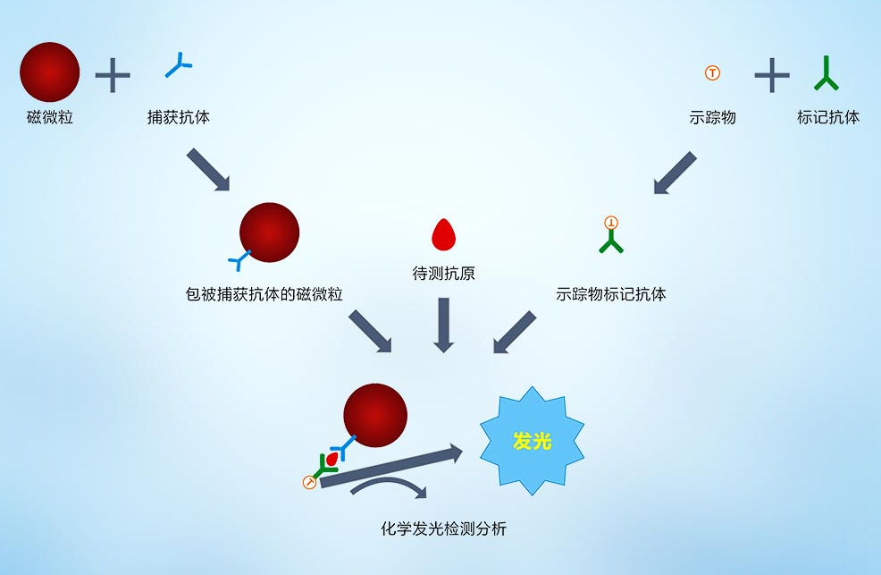 磁微粒化学发光工艺开发