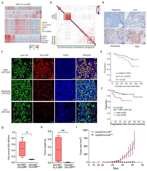 上皮-免疫”双重特征肿瘤细胞亚群拓展了对于肿瘤细胞表型变化的全新认识