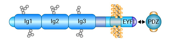 CADM1/TSLC1：免疫球蛋白超家族黏附分子，一种新的TSG肿瘤抑制基因！