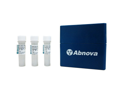 艾美捷MCM2单克隆抗体参数说明