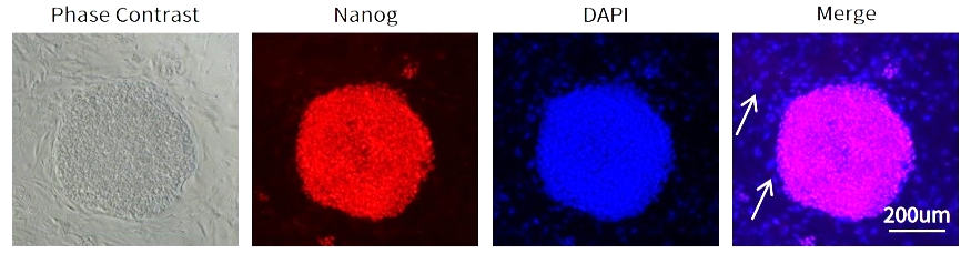 12种多能干细胞荧光检测试剂盒来了