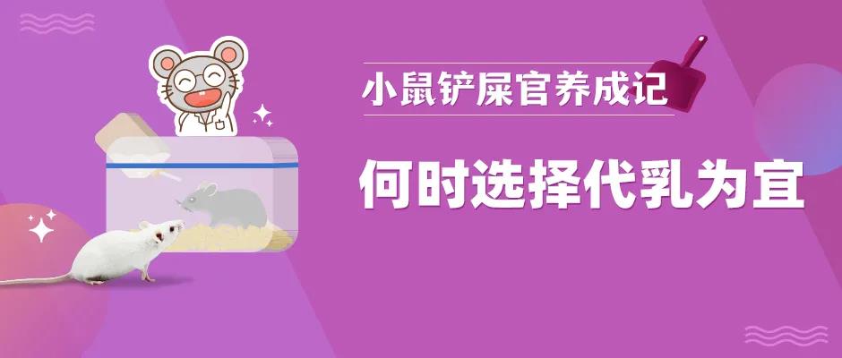 一只小鼠两个妈，你的小鼠需要代乳吗？