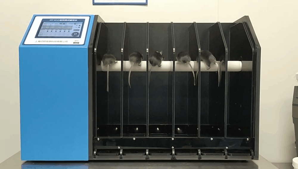 小鼠跑步竟还能跑出渐冻症的研究数据？