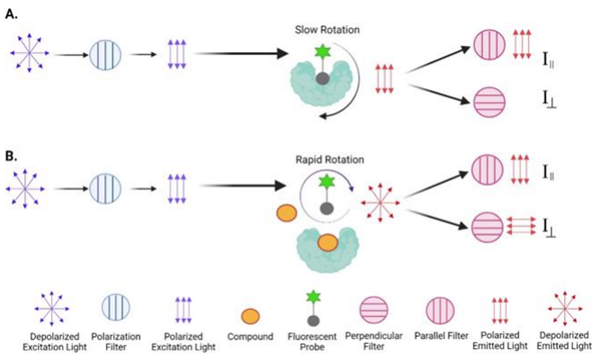 PDE5A1检测试剂盒--创新产品，超值体验