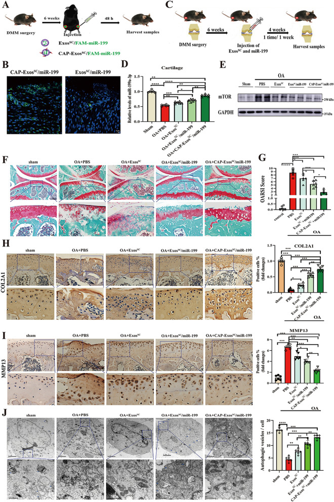 外泌体技术服务 外泌体技术服务