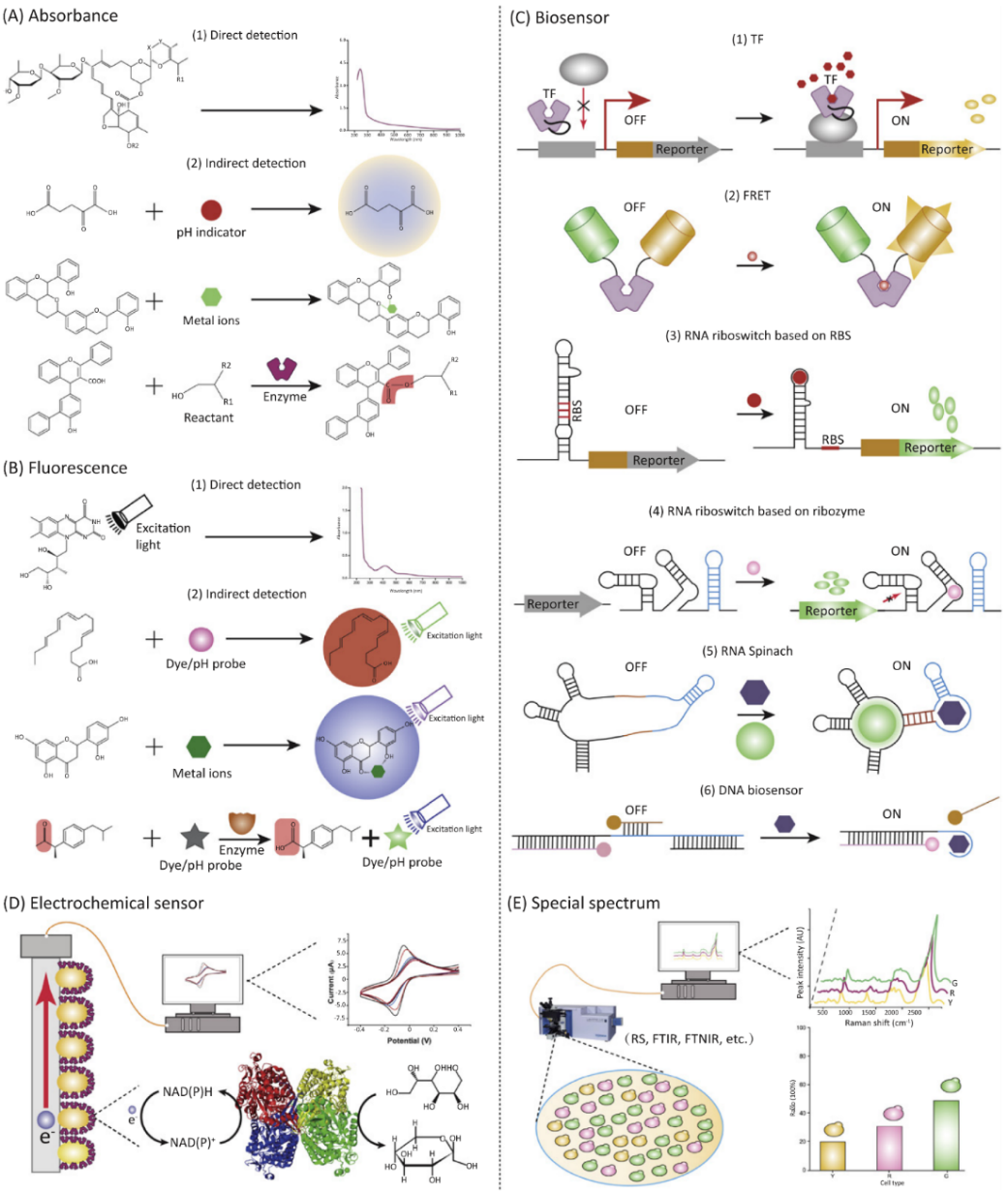 涨知识 | 酶定向进化之基因型与表型的关联