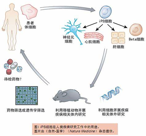 小分子化合物重编程体细胞助力疾病研究