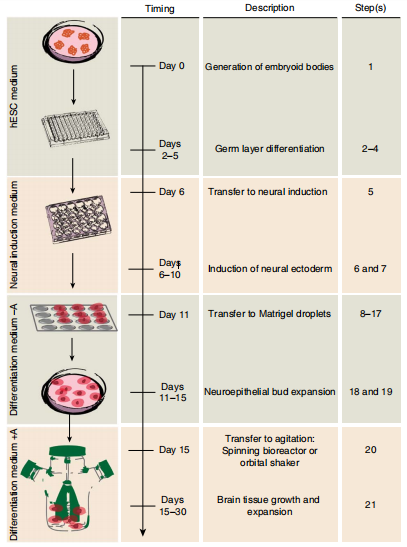 干货 | iPS诱导脑类器官培养攻略