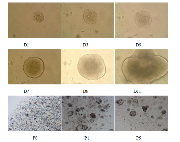 Absin肿瘤类器官培养基——明场图展示