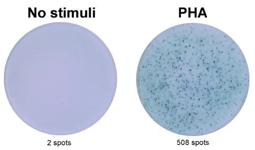 ELISpot Plus:猪IFN-γ(HRP)，超值促销等你来！