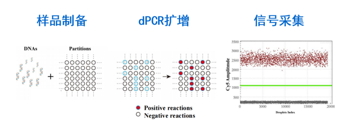 数字PCR | 干货分享 | 芯片式数字PCR预混液上线啦！