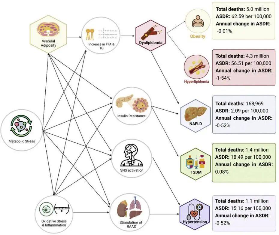 减肥神药的问世，离不开这些动物模型！