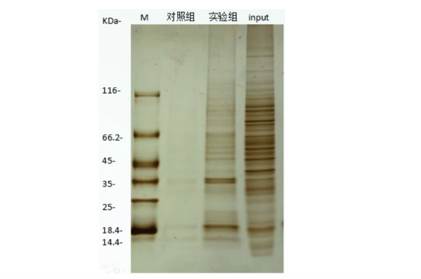 分子互作 | 蛋白-DNA互作专题之DNA pull-down