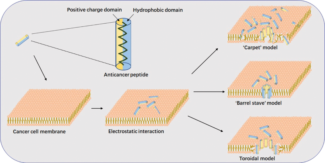 【BIOI新速递】抗菌肽：潜在的肿瘤治疗药物