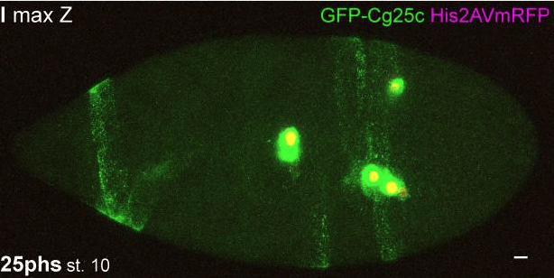 你要的细胞追踪技术都在这里