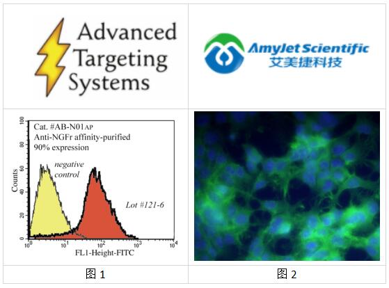 ATSbio丨ATSbio艾美捷NGFr兔多克隆抗体说明书