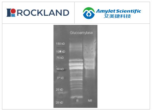 Rockland一抗丨葡糖淀粉酶抗体参数及应用