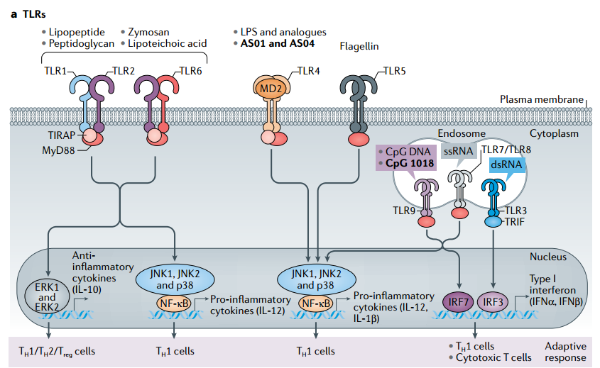 疫苗佐剂的种类分析图解