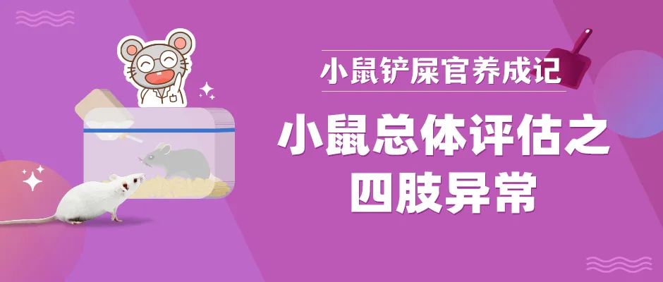 小鼠四肢异常，我的小鼠你怎么站不起来了