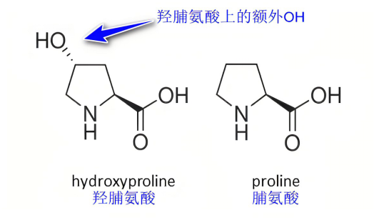 羟脯氨酸（HYP）定量检测试剂盒——且看Cell Biolabs