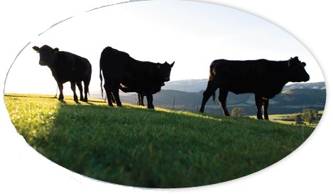 胎牛血清的风险管理