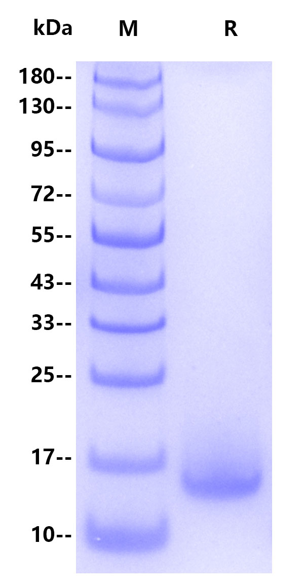 猴痘抗原M1R、A35R 新品上市！