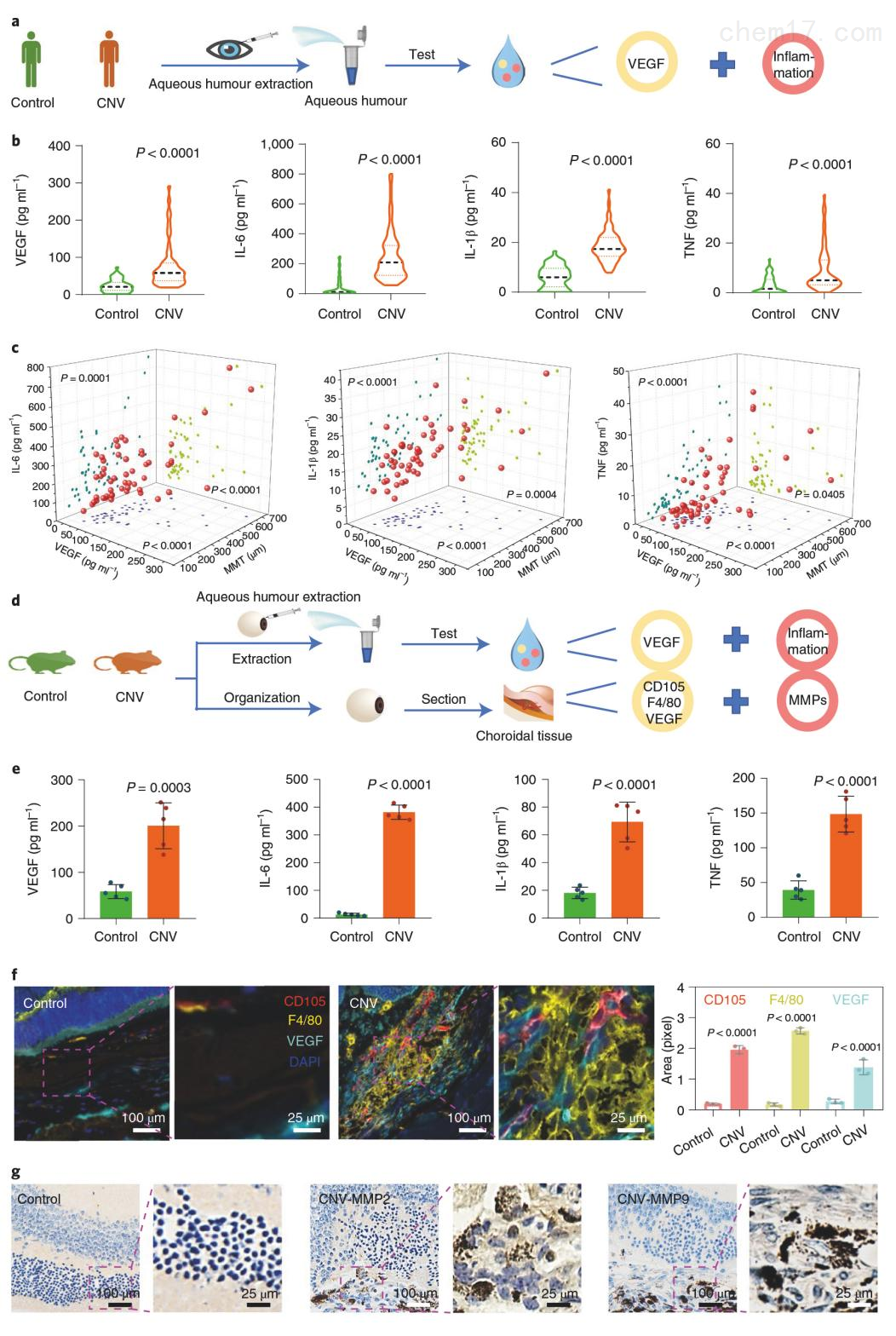 文献解读|可切割VEGF抗体与调节性T细胞来源的外泌体耦合策略用于治疗脉络膜新生血管疾病