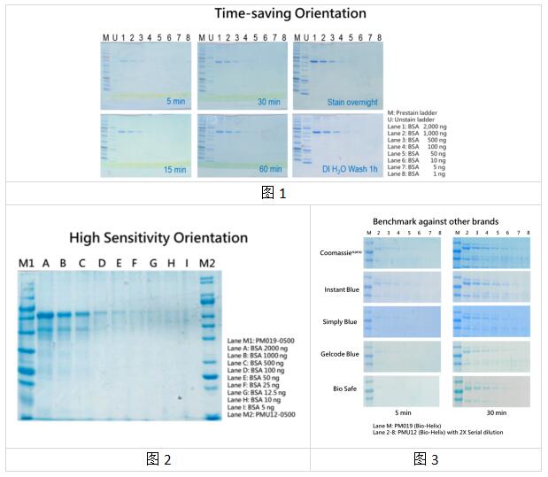 艾美捷Bio-Helix考马斯亮蓝超快蛋白染色液，现成，超快
