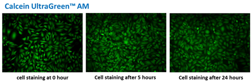 超级纯钙黄绿素,AM：：席卷而来的超值优惠
