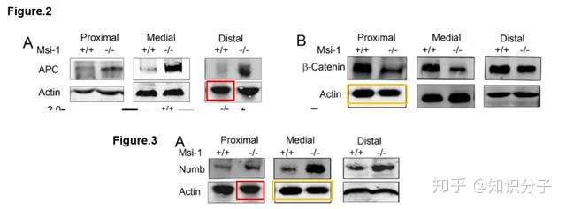 论文图片作假：侥幸机会小，撤稿代价大