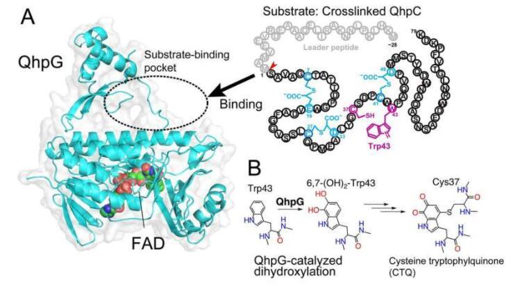 细胞内部的化学实验室（实验室环境支原体祛除喷雾剂原理）