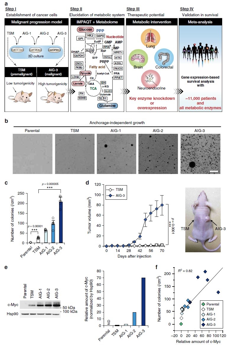 Nature Communications | 谷氨酰胺氮代谢转变有助于癌症恶性进展
