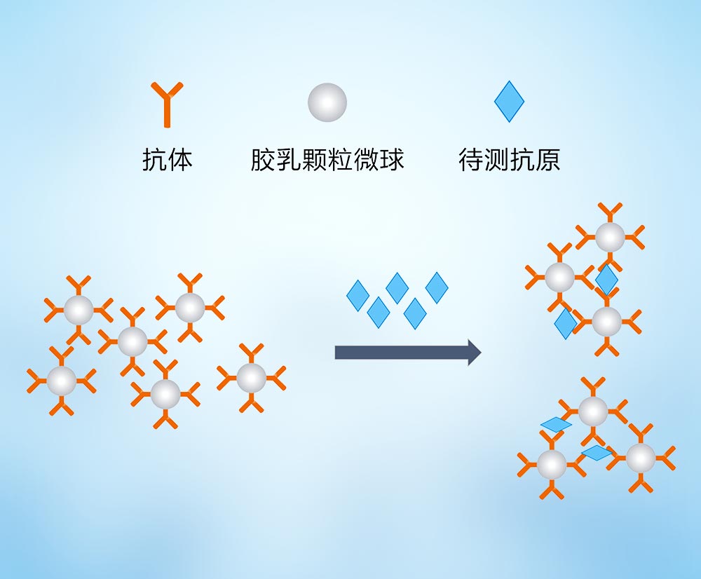 胶乳免疫比浊检测系统的研发策略（以脂联素为例）
