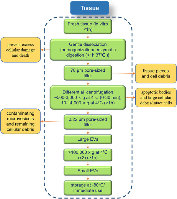 组织外泌体提取