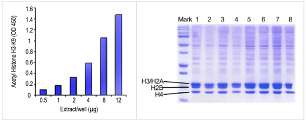 Epigentek-EpiQuik总组蛋白提取试剂盒-爆款产品限时优惠