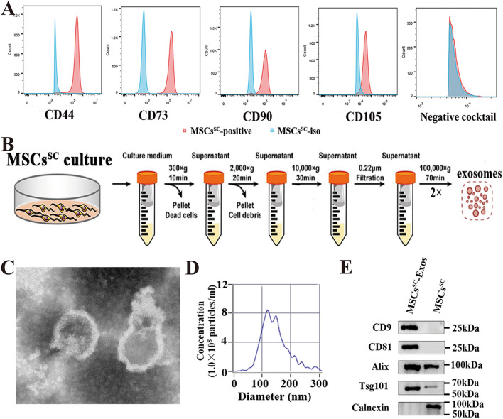 外泌体提取鉴定 外泌体提取鉴定