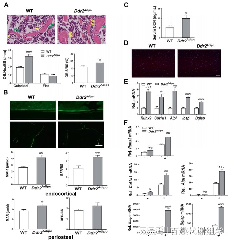 图3. Ddr2Adip小鼠的骨形成受到刺激