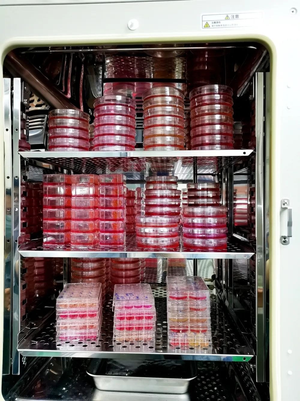 	 解析：细胞生长缓慢的原因