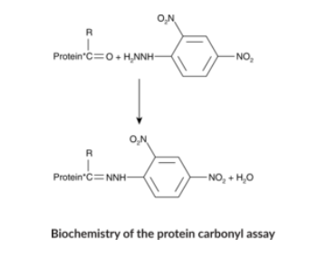 艾美捷蛋白质羰基比色测定试剂盒检测原理 艾美捷蛋白质羰基比色测定试剂盒检测原理