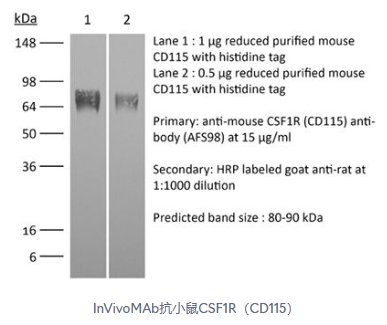 艾美捷InVivoMAb 抗小鼠 CSF1R (CD115)解决方案 艾美捷InVivoMAb 抗小鼠 CSF1R (CD115)解决方案