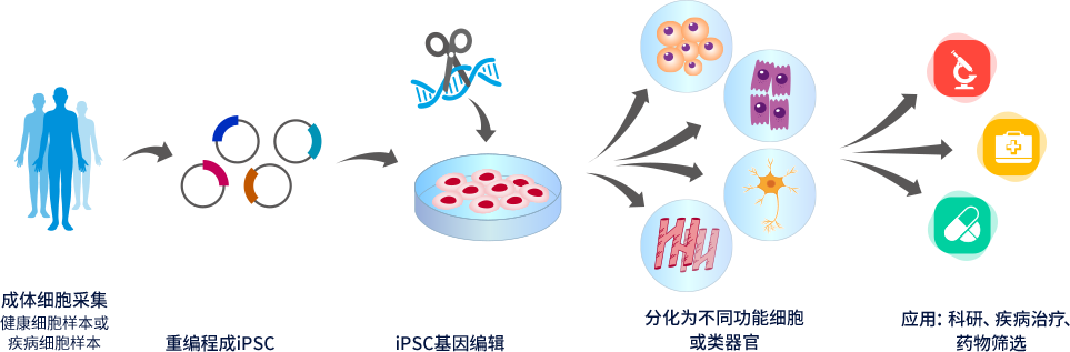 课程预告：iPSC技术在生物医药中的应用与开发策略