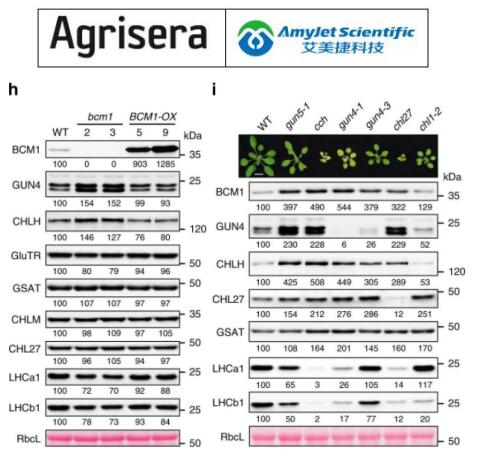 艾美捷 Agrisera丨CRD1 | 植物 CHL27 环化酶的蓝藻同源物 艾美捷 Agrisera丨CRD1 | 植物 CHL27 环化酶的蓝藻同源物