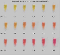森贝伽生物：细胞培养—动物细胞培养基成分详解 