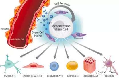 IPS诱导多能行干细胞的介绍