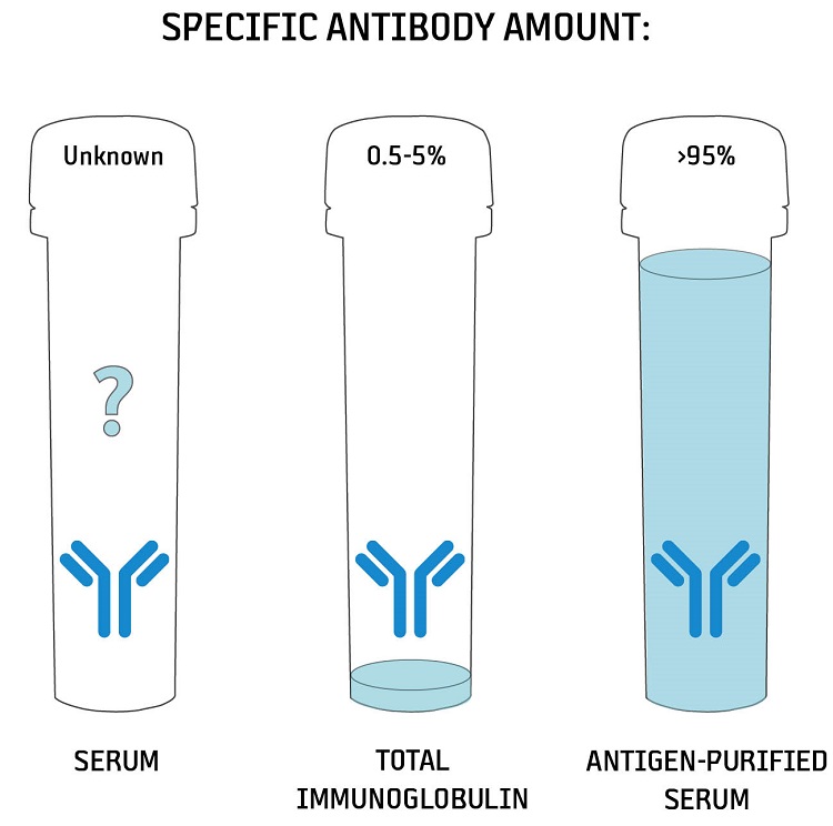 How much of a specific antibody can be found in serum?