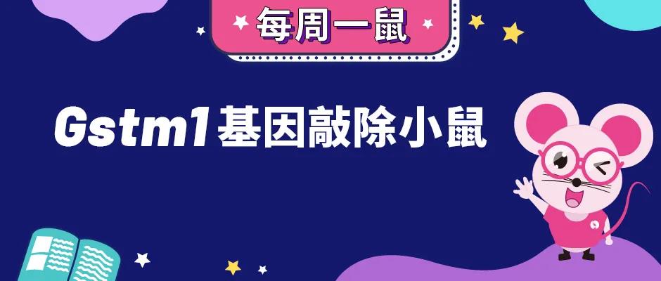 【每周一鼠】Gstm1基因敲除小鼠