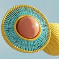 槐凝集素（SJA）修饰脂质体（Lipsome）递送紫杉醇 (Paclitaxel)用于肝癌靶向治疗