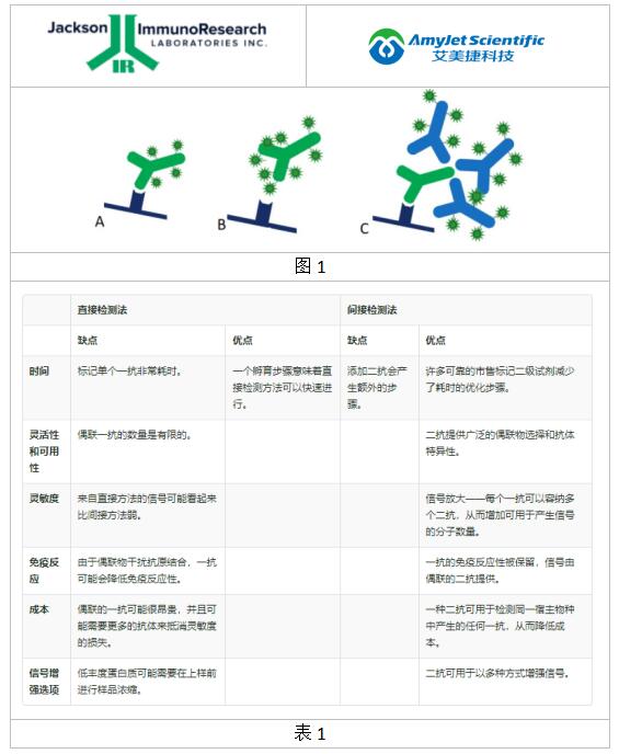 Jackson ImmunoResearch 直接和间接蛋白质印迹方案