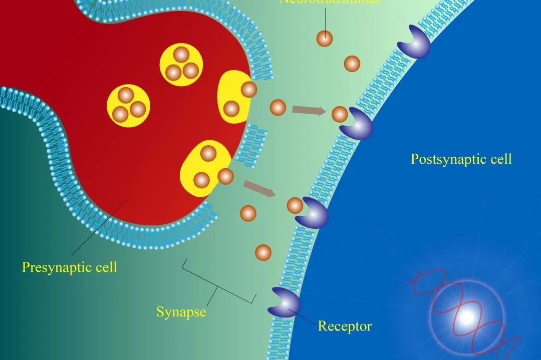 ELISA研究领域丨神经科学研究领域ELISA靶标分类（下）